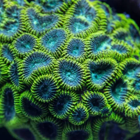 Anémona Entacmaea