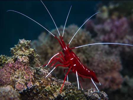 Camarón Camello Rojo
