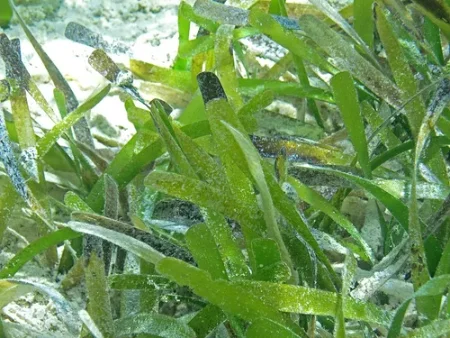 Caulerpa Prolifera