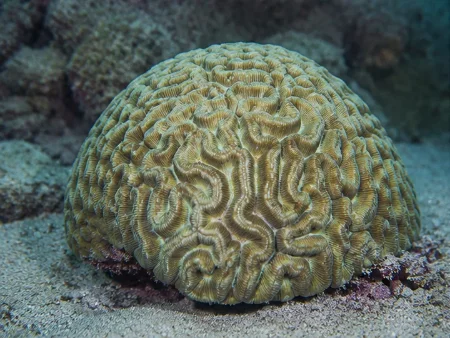 Coral Cerebro