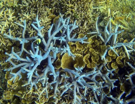 Coral Euphyllia Torch