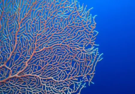 Coral Xenia Pulsante