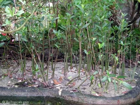 Halimeda
