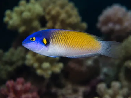 Pez Bluehead Wrasse