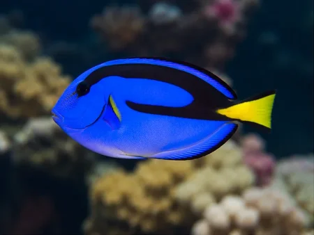 Pez Cirujano Azul