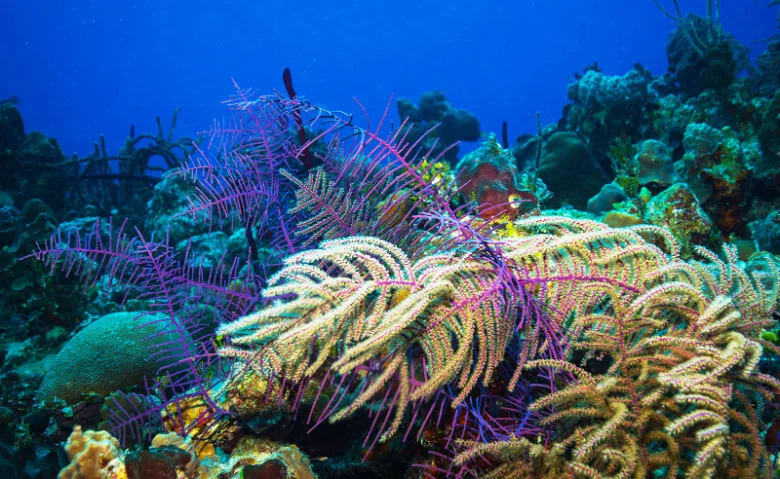Buceo en arrecife de coral