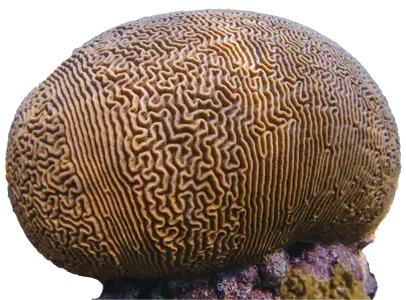 Coral cerebro